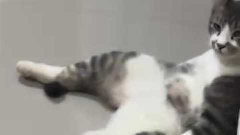 cats being cats