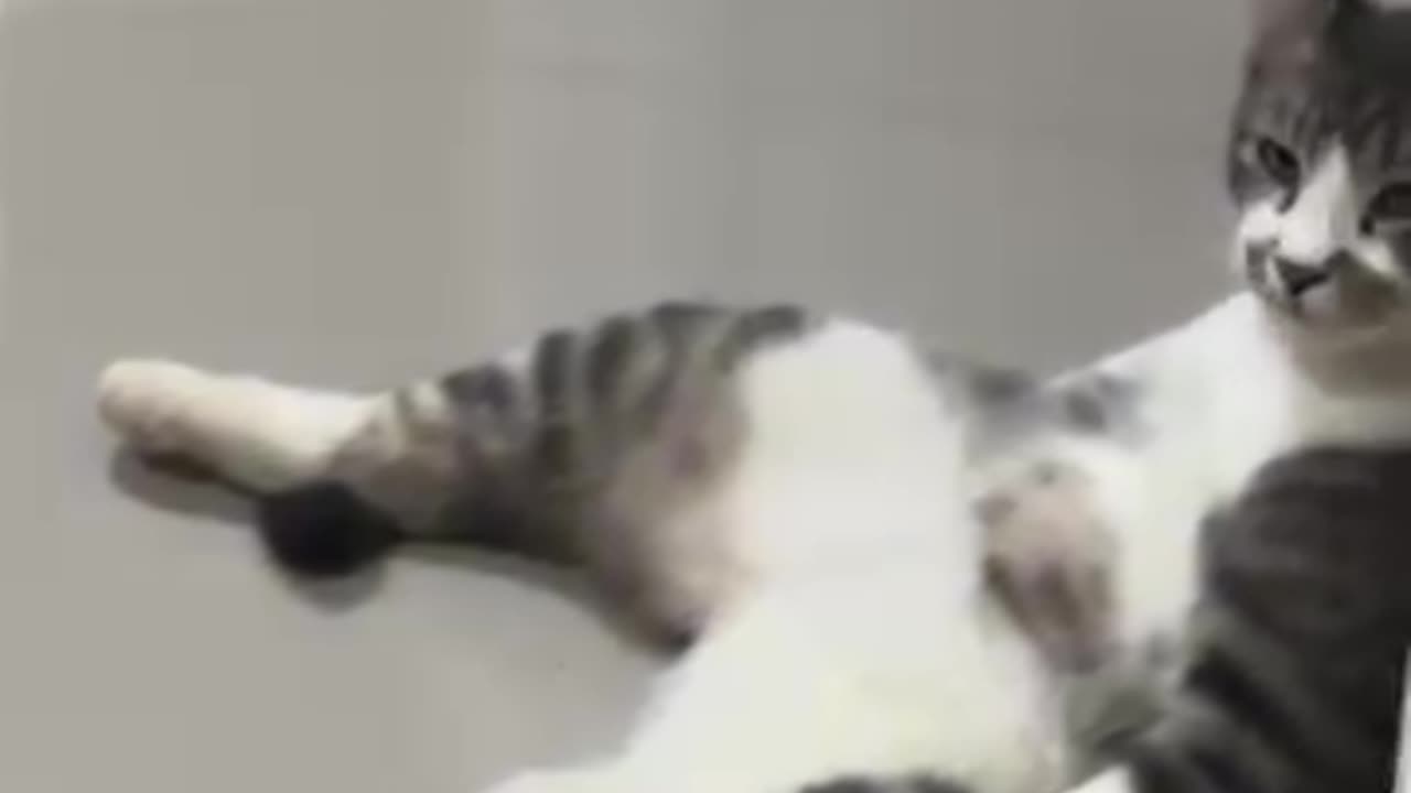 cats being cats