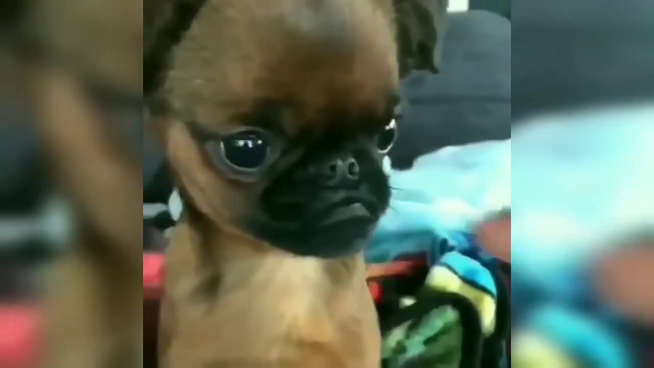 😍 Funny Dog And Cat 2021- Funny Animals 2021 - Animals in Quarantine