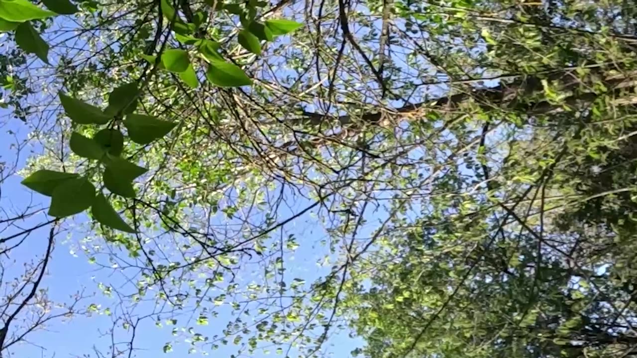 Pig fell into ambush of the Russian Armed Forces in the Zaporizhzhya direction