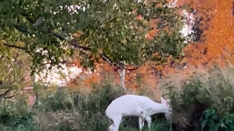 White Deer on NMU's Campus