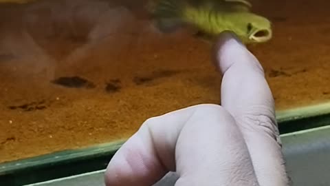 Channa stewarti fish