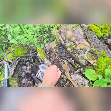 Next Time_ Adapt and Learn to Achieve a Goal #mushrooms #livingoffgrid