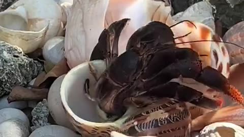Watch this hermit crab change shells in the wild!!!