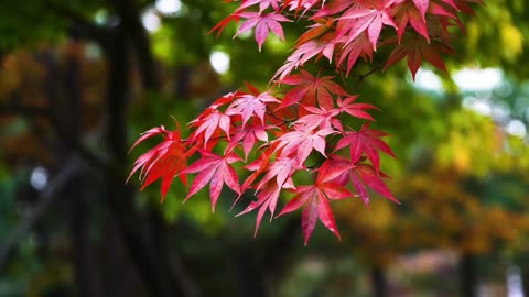 Whispers of Autumn
