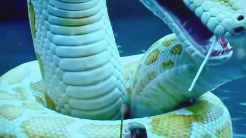 “The Pale Serpent”