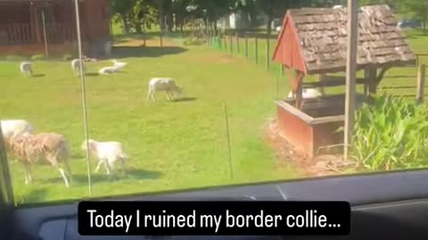 Collie Dog Ruin