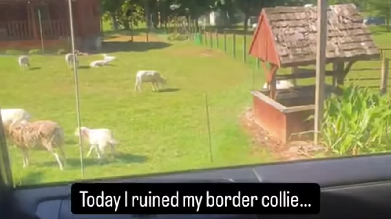 Collie Dog Ruin
