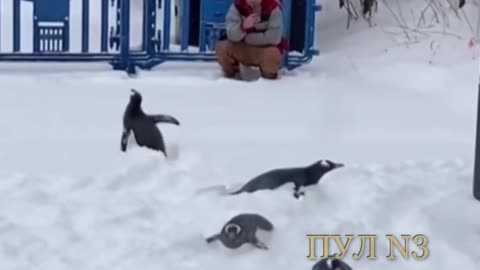 🥶The penguins in the Pittsburgh Zoo are enjoying the cold.