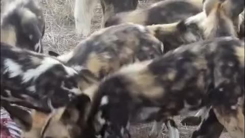 wild Dogs Feed Fast