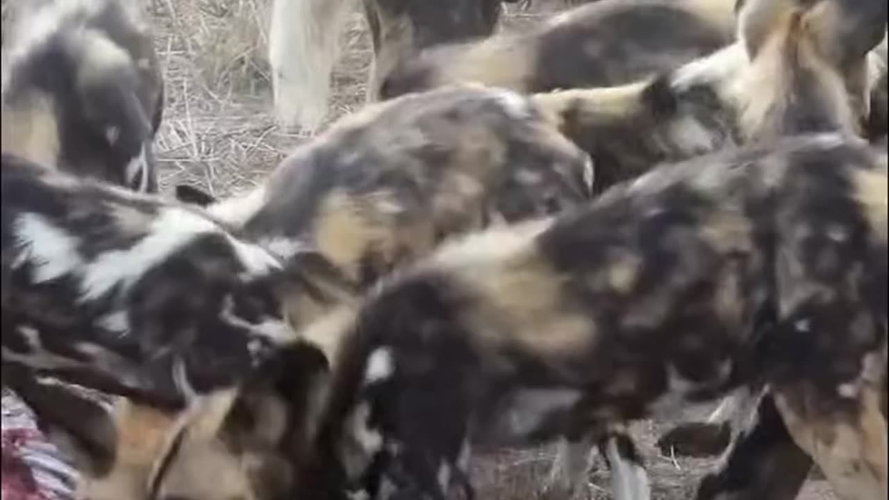 wild Dogs Feed Fast