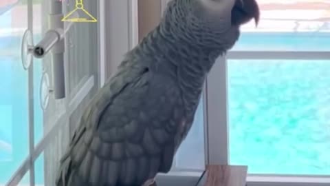 parrot says i love vodka funniest thing ever! 😂