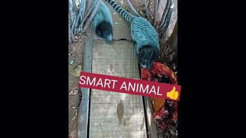 SMART ANIMAL 👍👍👍