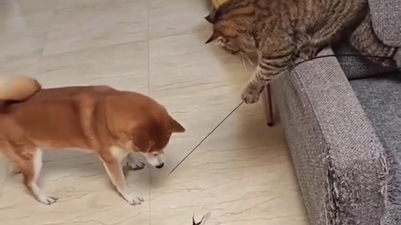 Cat playing with dog