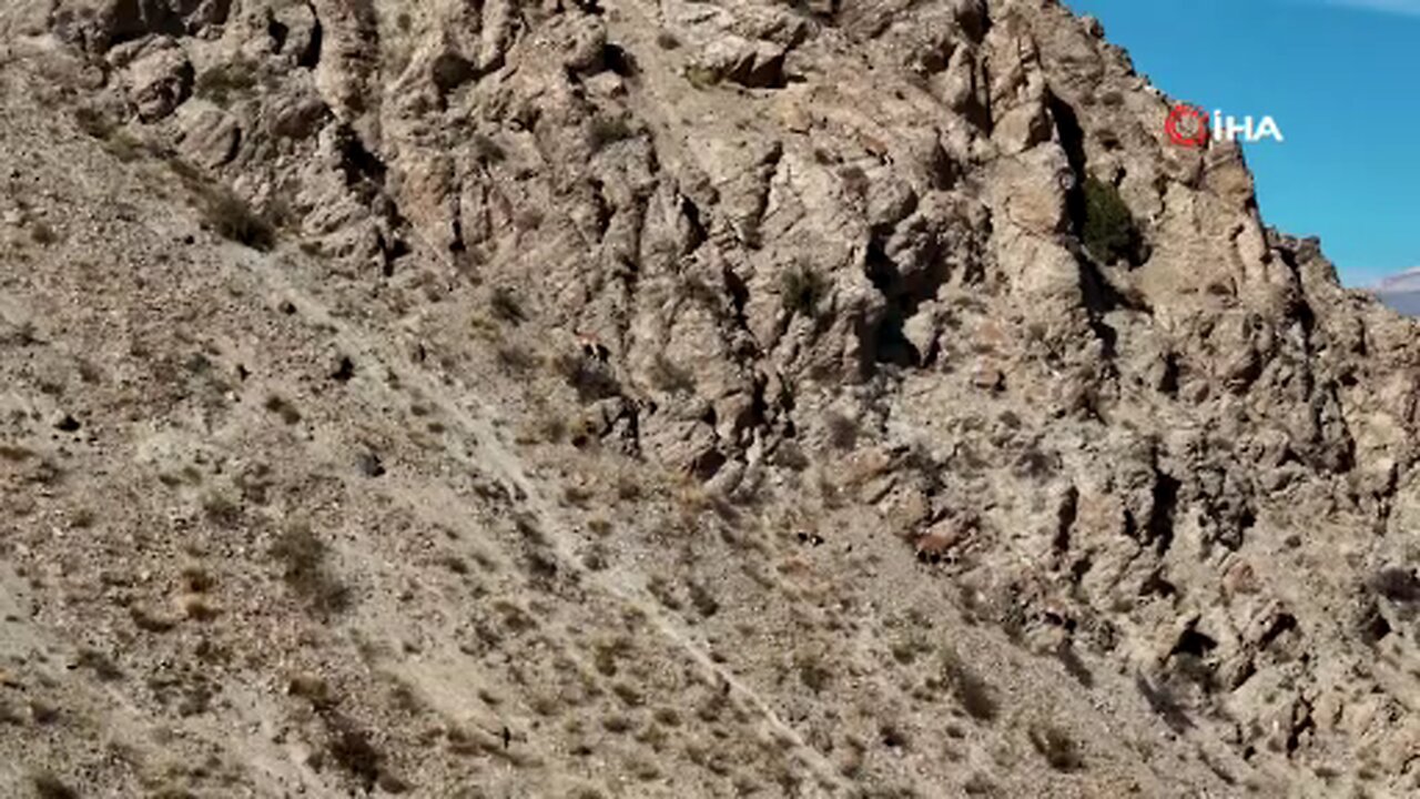 Munzur’un sarp kayalıklarında yaban keçileri