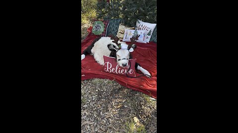 You didn’t know you needed a CHRISTMAS COW until now!