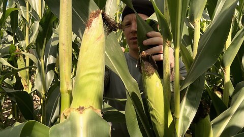 ASMR Corn Field Massage