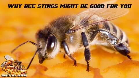 Why Bee Stings might Be Good for You