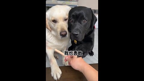 Original video/ I did Prank With my Dofs to eat more Gone Wrong 😑 at last😅🥲