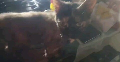 Apple Jacks and Butt Pats Cute Kitty Cat Loves em Both