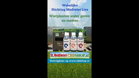 Wietplanten water geven en mesten