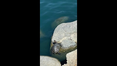Red-Eared Slider Turtle 🐢 #redearedsliderturtle #shorts #followme #turtle #trending
