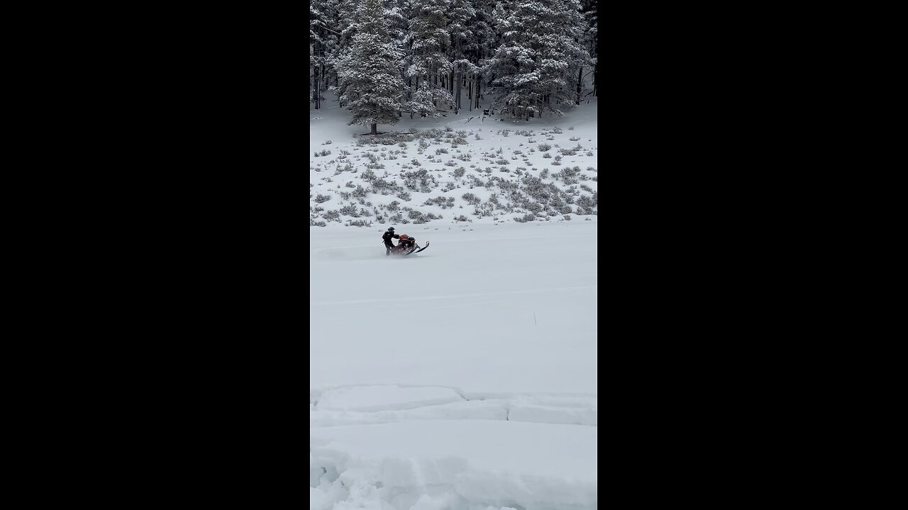 The cat is back!