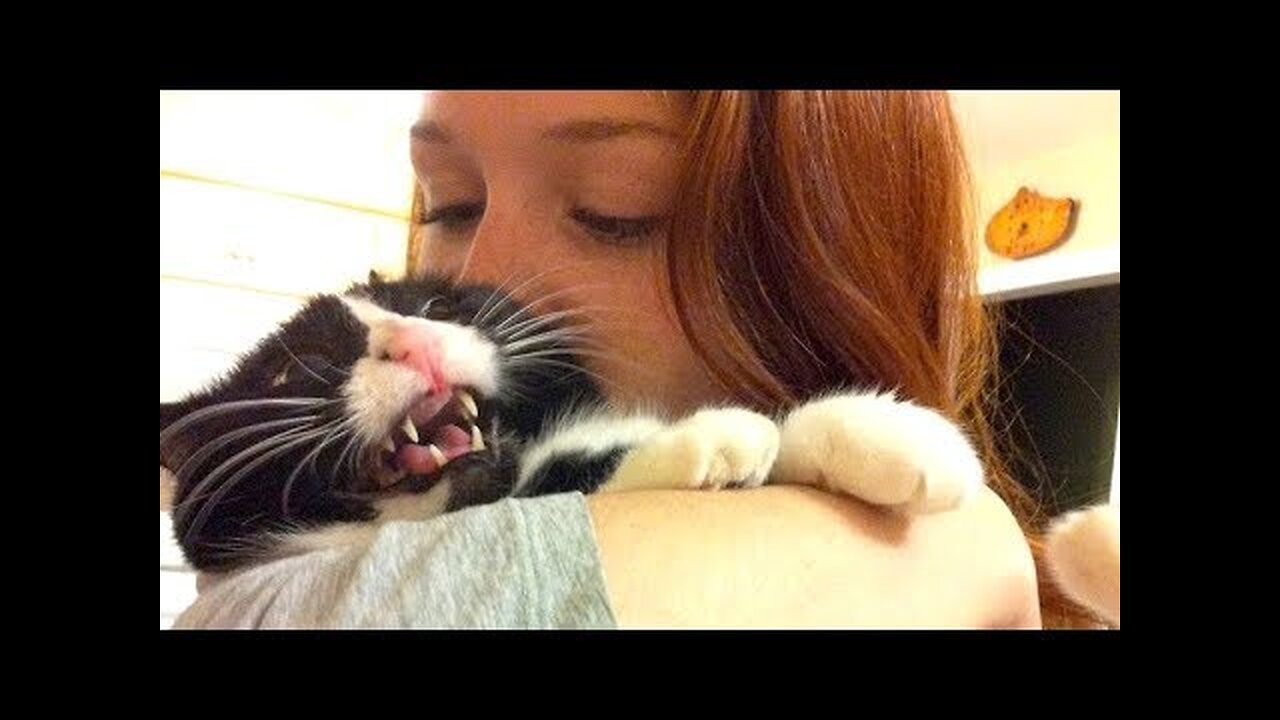 You will LAUGH MORE THAN EVER BEFORE! - Super FUNNY ANIMAL compilation
