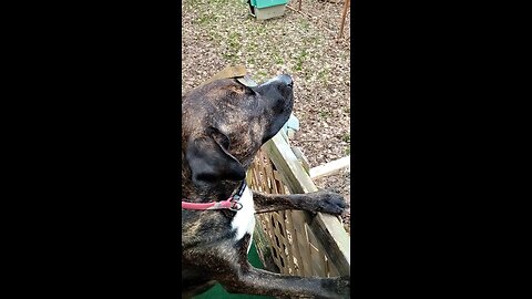 Cute dogs 🐕