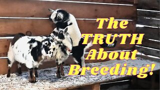 BREEDING Goats Is SUCH A SCAM!