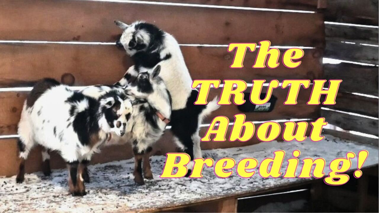 BREEDING Goats Is SUCH A SCAM!