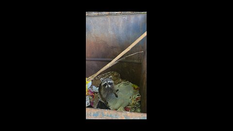 Another Morning Raccoon Rescue