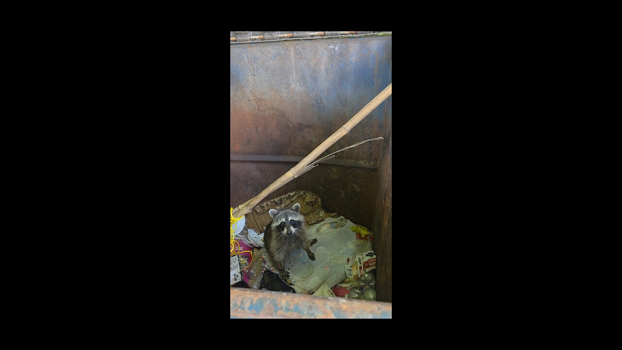 Another Morning Raccoon Rescue