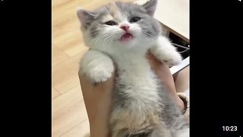 Funny ANIMALS Videos || Hilarious Pet Moments #