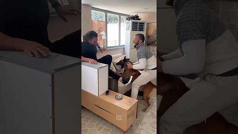 The Animals #funnyanimals #animals #pets #shorts