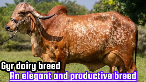 Gyr dairy breed: An elegant and productive breed
