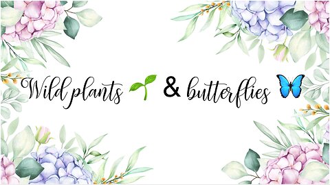 Wild plants 🌱 & butterflies 🦋