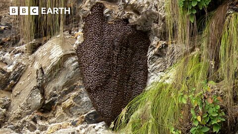 Bees vs Hornets: Nature’s Most Synchronised Defence System | BBC Earth