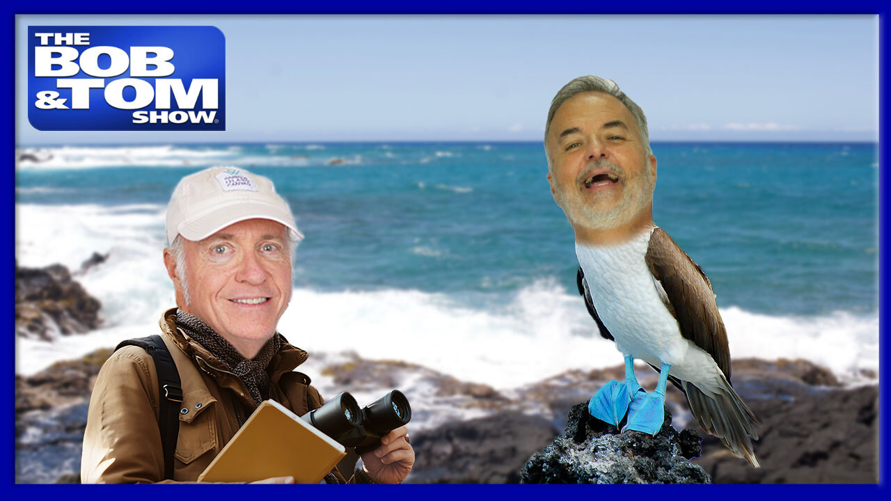 Great Tits ! (The bird that is...) | The BOB & TOM Show