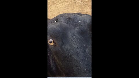 LaMancha goat 🐐 #goat #followme #shorts #viral #trending