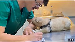 Dogs Who Totally Distract Vets During Checkups! 🤣 Funniest Dog Reactions!