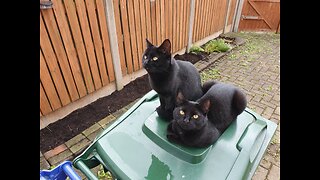 Cute And Adorable Kittens