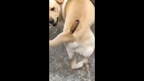 silly dog