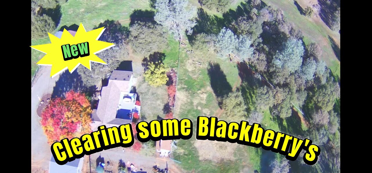 The Birth of AK Ranch & Clearing Blackberry Bushes