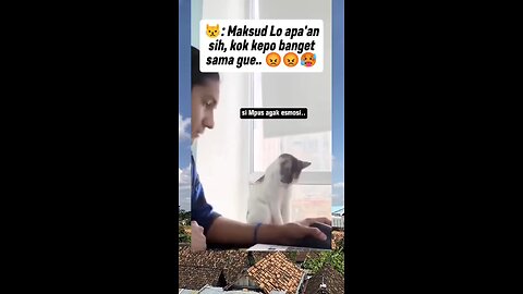cat funny