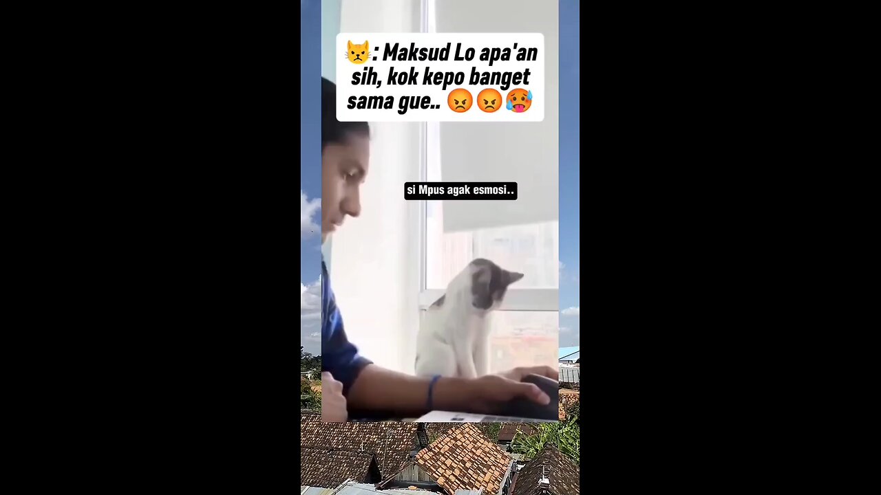 cat funny