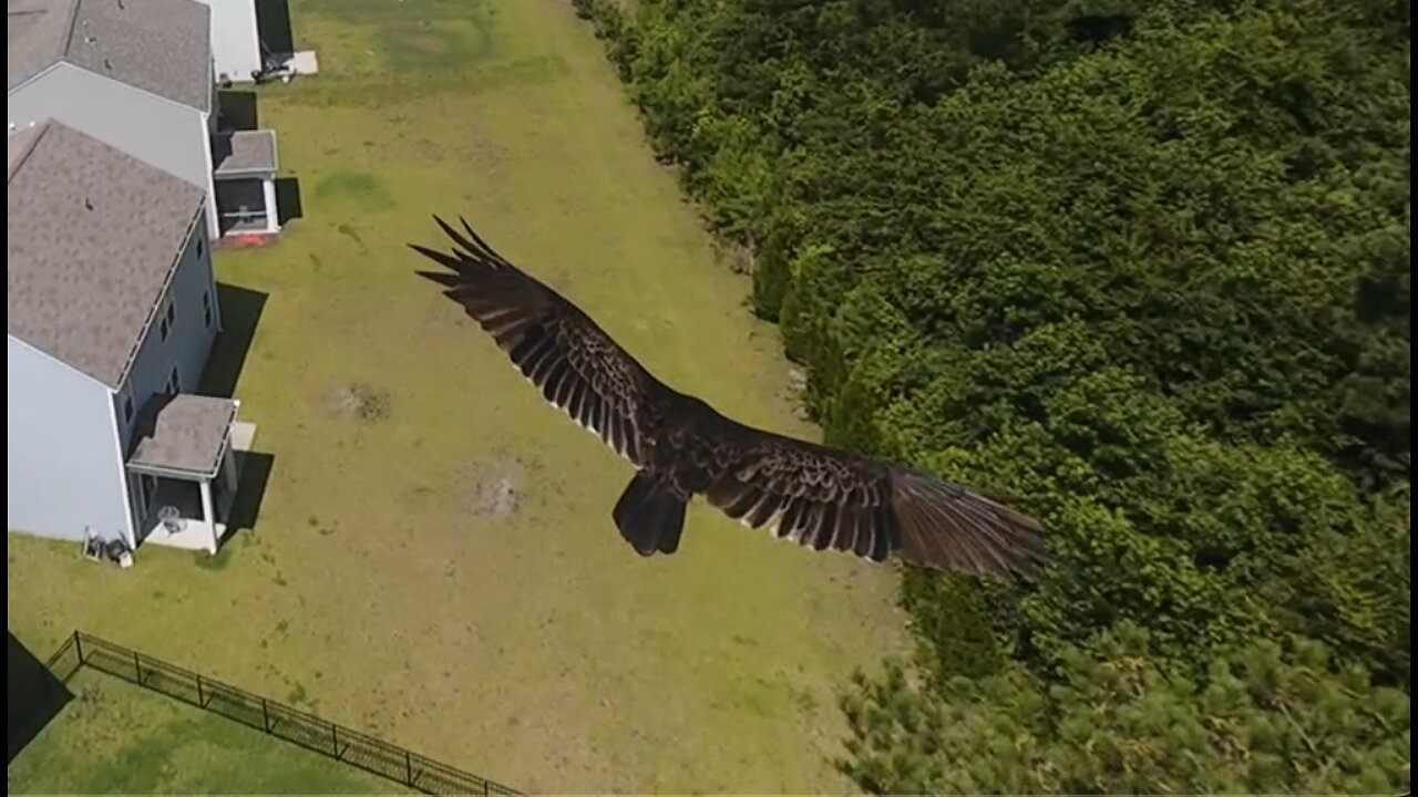 🦅 Lovely Day - Bill Withers 🦅