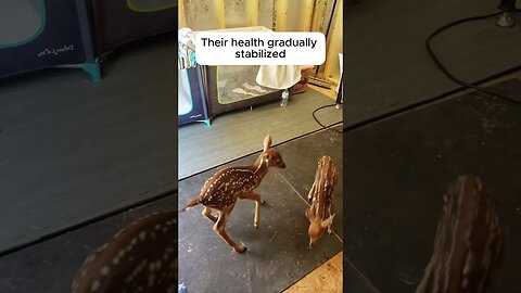 The guy took in two deer orphans and became a daddy to them