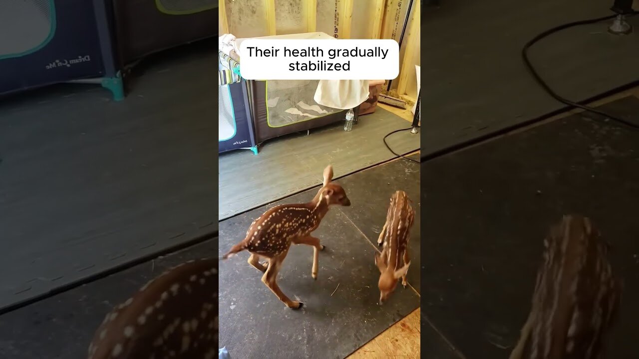 The guy took in two deer orphans and became a daddy to them