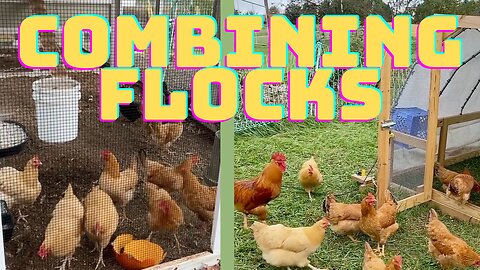 Integrating Flocks - How to combine chickens from 2 flocks